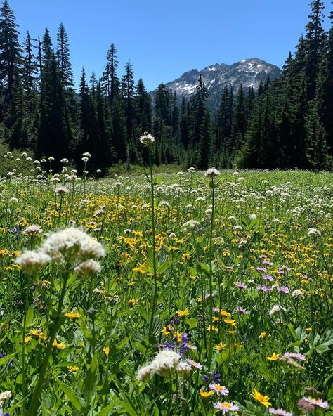 Wildflowers in Washington 🌸🌲🌼⛰️ Photos by @spirithiker #takemoreadventures #washington #washingtonexplored #explorewashington #visitwashington #wilderness #spring #snow #adventure #mountains #outdoors #earthfocus #lake #hikingadventures #stayandwander #beautifuldestinations Snow Adventure, Spring Snow, More Adventures, G Adventures, April 16, Beautiful Destinations, Beautiful World, Wild Flowers, Cool Photos