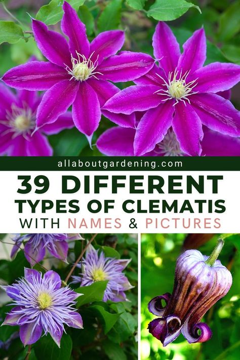 Purple Clematis Vine, Types Of Clematis Plants, Where To Plant Clematis, Clematis Colors, Clematis Trellis Ideas, Clematis Plant, Growing Clematis, Clematis Care, Clematis Trellis