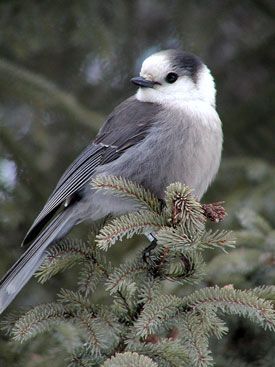 Whisky Jack, Gray Jay, Research Station, Aquatic Birds, Song Birds, Algonquin Park, Koi Art, Bird Coloring Pages, Jay Bird