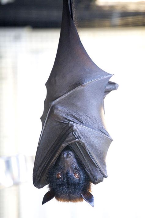 wolf bat--I want. Fox Bat, Bat Species, Bat Tattoo, Fruit Bat, Cute Bat, Creatures Of The Night, Wild Life, Tasmania, Upside Down