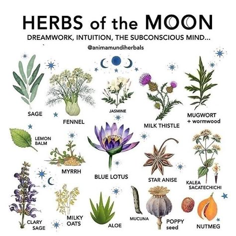 Moon Herb Correspondences 🌷🌿 [via Pintrest] [@animamundiherbals] Magickal Herbs, Witch Herbs, Green Witchcraft, Magia Das Ervas, Cottage Witch, Witch Garden, Magic Herbs, Magical Herbs, Wiccan Spell Book