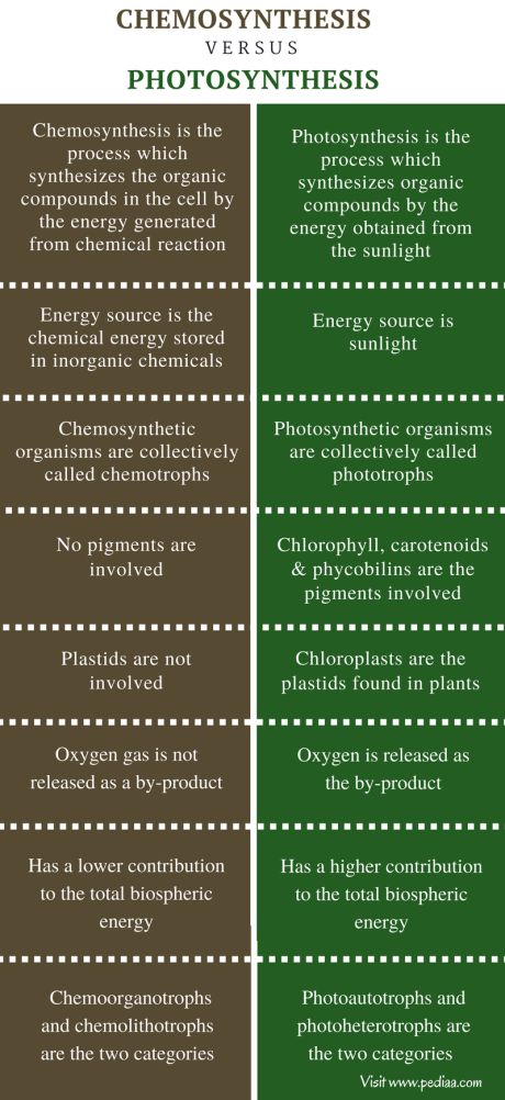 Difference Between Chemosynthesis and Photosynthesis Check more at https://in4arts.com/difference-between-chemosynthesis-and-photosynthesis.html Environmental Science Activities, Biological Science, Learn Biology, Chemistry Study Guide, Chemical Energy, Study Biology, Biology Notes, Plant Science, Chemical Reactions