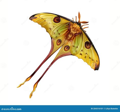 Comet moth, Moon moth Argema mittrei, realistic drawing of a large butterfly, illustration for the encyclopedia of animals endemic to Madagascar, isolated image on a white background Comet Moth, Moth Illustration, Atlas Moth, Esoteric Symbols, Unusual Pictures, Moon Vector, Tropical Illustration, Moon Moth, Realistic Drawing