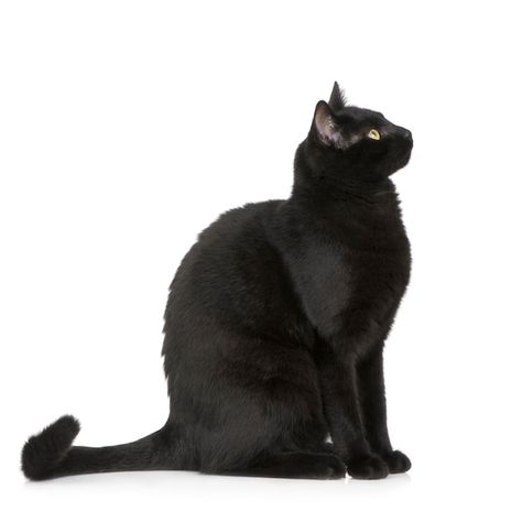 Cat Side Profile Standing, Cat Sitting Down Reference, Black Cat Reference Photo, Cat Stepping Down, Black Cat Side Profile, Black Cat Looking Up, Cat Sitting Side View, Cats Reference Photos, Cat Sitting Illustration