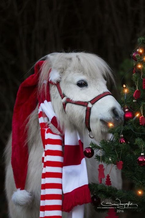 Santa Pony Christmas Dress Up, Horse Costumes, Christmas Horses, Mini Horse, Horses And Dogs, Miniature Horse, Cute Horses, Pet Holiday, Horse Photos