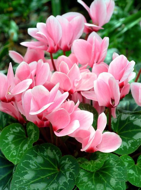 How to Grow and Care for Indoor Cyclamen Cyclamen Care, Easy Care Houseplants, Plant Ideas, Valentines Flowers, Christmas Cactus, My Funny Valentine, Indoor Gardening, Vibrant Flower, Apple Blossom