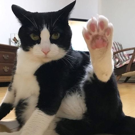 Cats Black And White, Toe Beans, Cat Hacks, Tuxedo Cats, Paw Paw, Fancy Cats, Cats Black, Cute Kitties, Cat Person