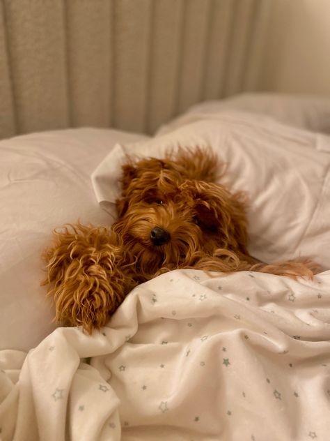 puppy sleeping #cutedog #cobberdog #doggie #cute #puppy #puppylife #aesthetic #australiancobberdog Asleep Aesthetic, Puppy Sleeping, Sleeping Puppies, Cute Puppy, Cute Dogs, Puppies