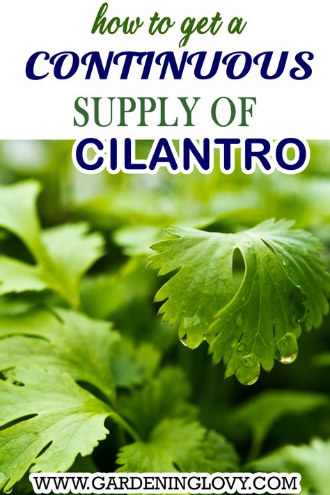 Beginners guide for growing Cilantro From Seeds How To Make Cilantro Last Longer, Harvesting Cilantro How To, How To Grow Cilantro Outdoors, How To Grow Cilantro From Scraps, Growing Cilantro From Scraps, How To Grow Cilantro In A Pot, How To Grow Cilantro Indoors, How To Plant Cilantro, Cilantro Growing Tips