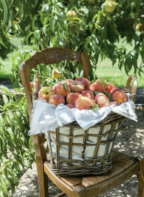 Cooking In Nature, Peaches Aesthetic, Peach Dessert Recipe, Peaches And Cream Dessert, Cream Desserts Recipes, Fat Free Recipes, Fruit Harvest, Peach Dessert Recipes, Parfait Desserts