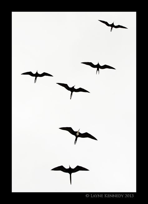 Frigate Bird Drawing, Hawaiian Bird Tattoo, Iwa Bird Tattoo Hawaiian, Iwa Bird Tattoo, Frigate Bird Tattoo, Three Birds Tattoo, Pelican Tattoo, Frigate Bird, Tattoo Silhouette