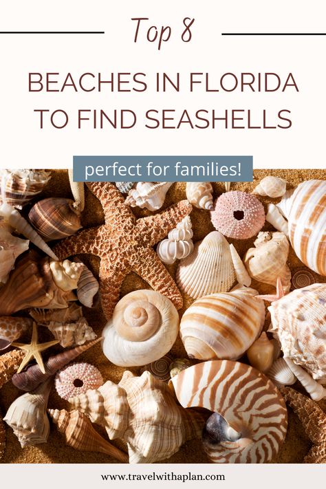 Florida Shelling Beaches, Casperson Beach Florida, Best Shelling Beaches In Florida, Shelling In Florida, Best Shelling Beaches, Holmes Beach Florida, Beaches Near Orlando, Sanibel Island Shells, Shell Hunting