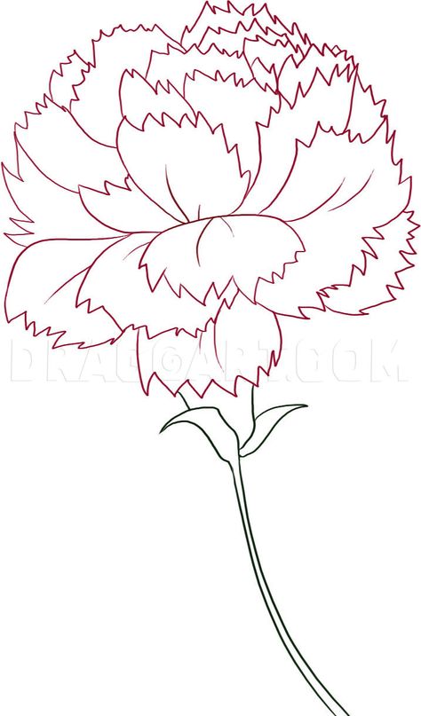 Carnation Flower Drawing, Flower Drawing Tutorial Step By Step, Carnation Drawing, Red Carnation Flower, Flower Drawing Easy, Fall Leaves Coloring Pages, Carnation Tattoo, Flower Step By Step, Flower Drawing Tutorials