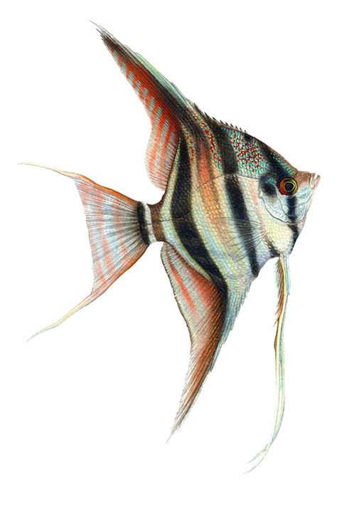 Angel Fish Drawing, Angelfish Drawing, Angelfish Tattoo, Fish Reference, Fish Photography, Fish Images, Fish Drawing, Fish Artwork, Sketch Portrait