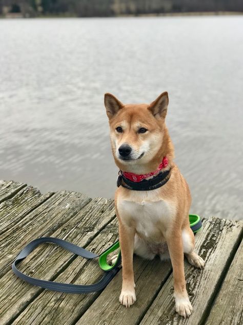 18 Utterly Gorgeous Shiba Inu Mixes You Need In Your Life Shiba Inu Mix, Sunny Disposition, Border Collie Mix, Collie Mix, Shiba Inu Dog, Lust For Life, Welsh Corgi, Siberian Husky, Shiba Inu