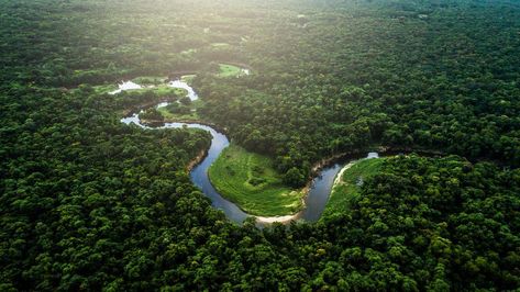 Brazil Amazon Rainforest, Congo Rainforest, Brazil Rainforest, Congo Basin, Types Of Fungi, The Amazon Rainforest, Tegucigalpa, Land Use, Amazon Rainforest