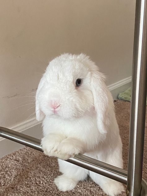 White Lop Bunny, Mini Lop Bunnies, Lop Bunnies, Lop Eared Bunny, Bunny Images, Mini Lop, Lola Bunny, White Lips, Cute Bunny Pictures