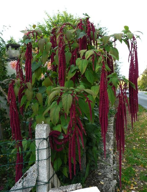 Beautiful Weeping Amaranth Purple Annuals, Amaranthus Caudatus, Garden Allotment, Amaranth Flower, Witchy Garden, Goth Garden, Gothic Garden, Witch Garden, Community Garden