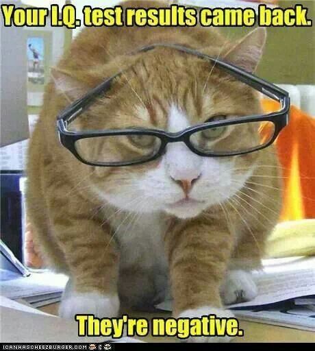 Cat IQ test Low Iq Quotes, Iq Quotes, Low Iq, Cat Glasses, Eye Wear, Wearing Glasses, Funny Cat Memes, Funny Cat Pictures, Grumpy Cat