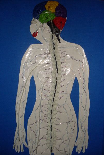 Nervous System Model Nervous System Craft, Nervous System Model, Nervous System Projects, Body Systems Activities, Neuron Model, Grade 5 Science, At Home Projects, Genius Hour Projects, Over Achiever