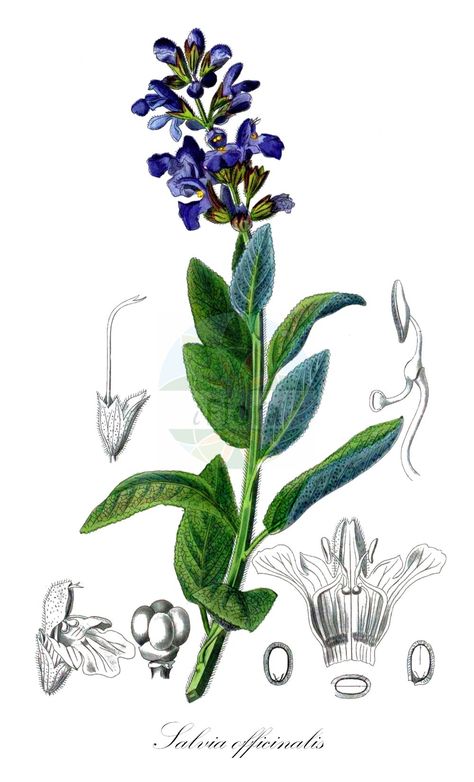 Historical drawing of Salvia officinalis (Sage) Salvia Officinalis Illustration, Sage Botanical Illustration, Salvia Drawing, Salvia Tattoo, Sage Drawing, Salvia Flower, Salvia Plant, Sage Tattoo, Botanical Sketching