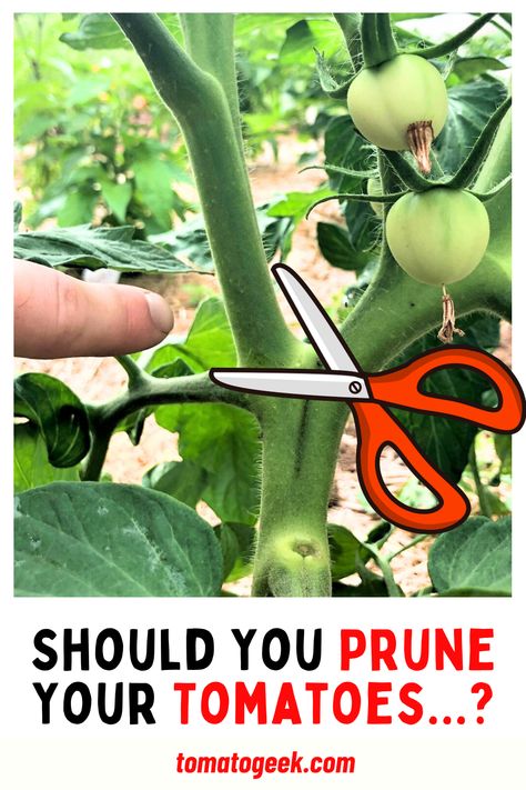 should you prune tomato plants? Tying Tomato Plants, How To Trim Tomato Plants, How To Prune Tomato Plants, Trimming Tomato Plants, Tomato Plants Growing Tips, Tomato Plant Support, Prune Tomato Plants, Tomato Suckers, Pruning Tomato Plants