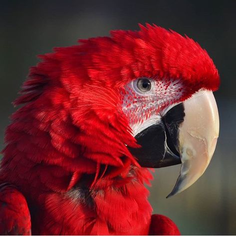 Parrot Aesthetic, Parrot Reference Photo, Red Macaw Aesthetic, Pet Parrot Aesthetic, Macaw Art, Scarlet Macaw Photography, Red Parrot, Scarlet Macaw, Parrots Art