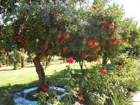 Pomegranate Growing, Pomegranate Tree, Edible Landscaping, Drought Tolerant Plants, Garden Trees, Growing Tree, Small Trees, Drought Tolerant, Permaculture