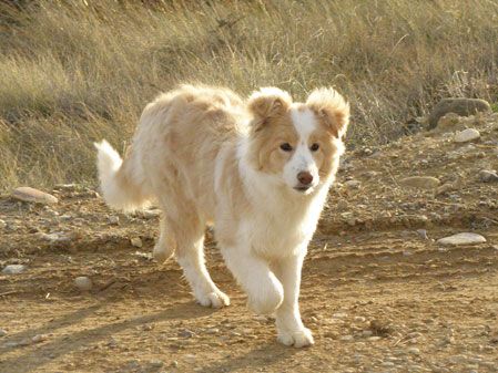 blond border collie love love Dream Pet, Blonde Dog, Puppy Border Collie, Cream Dog, Collie Puppy, Border Collie Puppy, Blonde Border Collie, Blond Border Collie, Border Collie Puppies