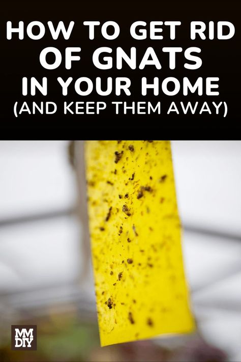 How To Get Ride Of Nats In The House, Home Remedy To Get Rid Of Gnats, Essential Oils To Get Rid Of Gnats, How Do You Get Rid Of Gnats, Rid Of Gnats In The House, How To Get Rid Of Gnats In The Kitchen, Knats Killer Diy Inside, How To Get Rid Of Gnats Outside, Knats Killer Diy