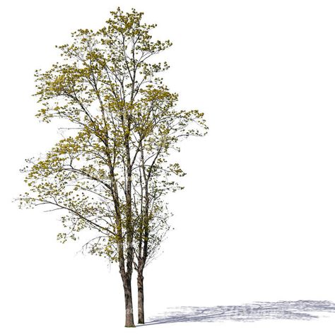 Two cutout trees with small spring leaves Trees Cutout, Tree Cutout, Tree Texture, Tree Photoshop, Master Thesis, Spring Leaves, Photoshop Rendering, Tree Textures, Photoshop Collage