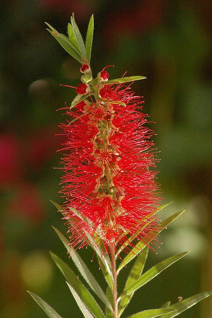 Callistemon Tree, Bottlebrush Flower, Swift Bird, Nice Good Morning Images, Bicycle Quotes, Hummingbird Plants, Australian Wildflowers, Australian Plants, Australian Bush