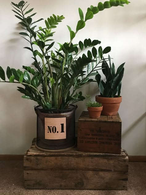 Repurposed rustic crates as unique houseplant display stands. Crates For Plant Stands, Cabin Plants Decor, Vintage Plant Decor, Repurposed Decorating Ideas, Rustic Crate Decor, Houseplant Display Ideas, Houseplant Stand, Unique Plant Stands Indoor, Unique Plant Stands