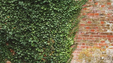 #EnglishIvy can be an #indoorplant too. Here are 5 cool facts about it. http://www.healthline.com/health/5-fast-facts-english-ivy English Ivy Indoor, Facts About English, Plant Solutions, English Ivy Plant, Clear Lungs, Garden Perennials, Dark Leaves, Ivy Plant, Hedera Helix