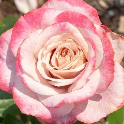 Food Plot, Hybrid Tea Rose, Grow Gorgeous, Plant Fungus, Hybrid Tea Roses, Flower Art Images, Tea Rose, Blooming Rose, Beautiful Rose Flowers