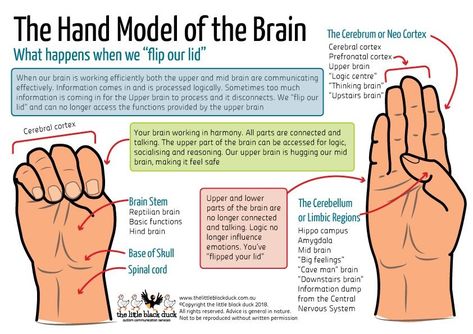 Model Of The Brain, Nervus Vagus, Emdr Therapy, Mental Health Counseling, School Social Work, Counseling Activities, Broken Pieces, Child Therapy, Therapy Counseling