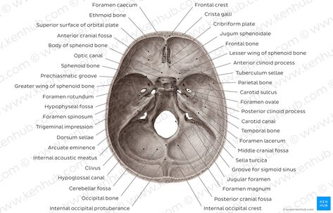 Overview of the foramina and fissures of the skull (superior view) The Skull Anatomy, Brain Parts And Functions, Human Skull Anatomy, Sphenoid Bone, Anatomy Diagrams, Anatomy Pictures, Anatomy Head, Anatomy Notes, Human Skeleton Anatomy