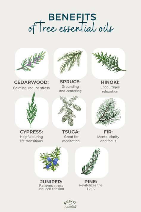 Spruce Essential Oil, Cypress Pine, Cypress Oil, Cypress Essential Oil, Pine Essential Oil, Diy Essential Oil Recipes, Doterra Essential Oils Recipes, Essential Oils Herbs, Essential Oils Health