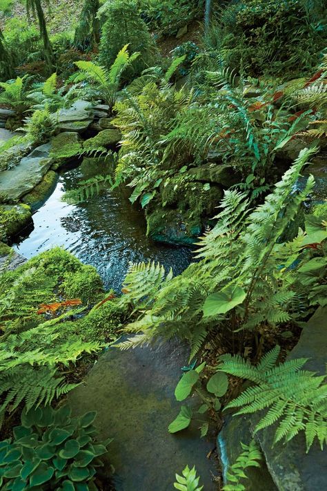 Ponds For Small Gardens, Kolam Koi, Ferns Garden, Garden Pond Design, Pond Landscaping, Natural Pond, Backyard Water Feature, Pond Plants, Pond Design