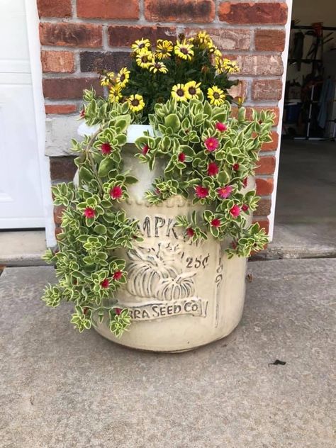 Dorotheanthus Mezoo Trailing Red Doroheanbus bellififormis. they are good ground cover but I love them in pots. Mezoo Trailing Red, Container Gardens, Ground Cover, Green Thumb, Container Gardening, Planting, Flower Garden, Planter Pots, Yard