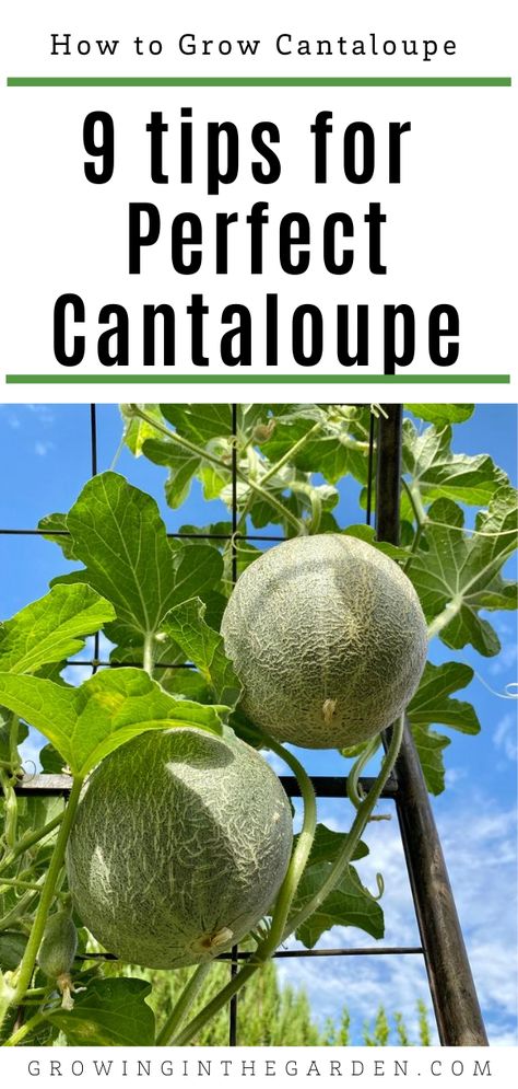 Cantaloupe thrives in warm weather and needs a long growing season; great news for desert dwellers. Learn how to grow cantaloupe, and add this tasty fruit to your garden and table.  Once cantaloupe is picked, it continues to ripen but does not get any sweeter. When you grow your own cantaloupe you can pick it at the peak of sweetness. It is so good! Trellis For Cantaloupe, How To Plant Cantaloupe, Vertical Cantaloupe Garden, Melon Garden Ideas, How To Grow Melons, Cantaloupe Growing Tips, Growing Melons In Containers, Growing Cantaloupe In Containers, Growing Melons Vertically