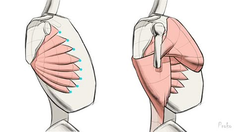 serratus anterior shoulder muscles drawing form Tense Shoulders Drawing Reference, Shoulder Blades Reference, Obliques Reference, Upper Body Anatomy Drawing, Chest Muscles Anatomy Drawing Reference, Serratus Anterior Drawing, Shoulder Drawing, Serratus Anterior, Anterior Muscle Anatomy