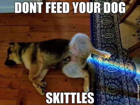 37 Cool Pics and Memes to Entertain Your Brain - Wow Gallery Dog Meme, Dog Jokes, Animal Humor, Funny Dog Memes, Dog Funny, Funny Dog Pictures, Funny Animal Jokes, Dog Videos, Cute Funny Dogs