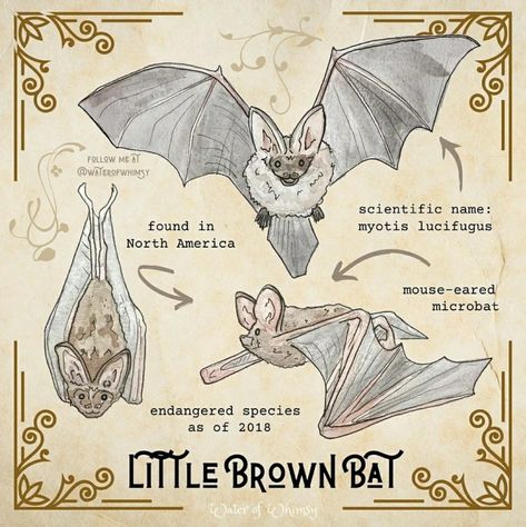 Little Brown Bat | Halloween | October | Autumn | waterofwhimsy Water Of Whimsy, Bats Halloween Art, Bat Pics, Bat Anatomy, Little Brown Bat, Bat Sketch, Shark Clothes, October Love, Whimsy Art