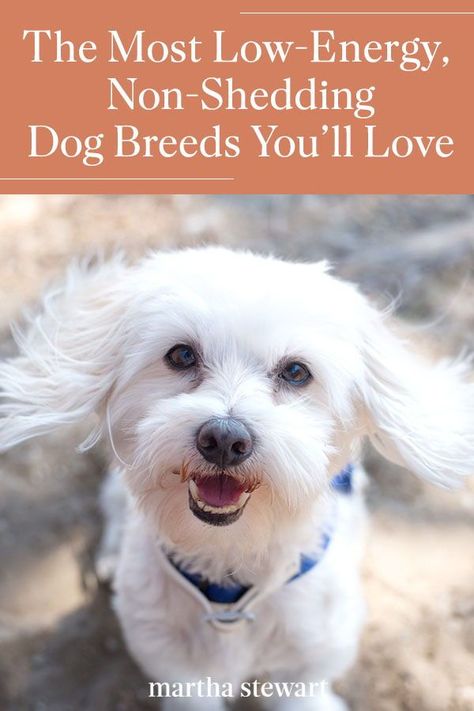 Low Shedding Dog Breeds, Non Shedding Dog Breeds, Low Energy Dogs, Low Shedding Dogs, Best Small Dog Breeds, Non Shedding Dogs, Best Small Dogs, Hypoallergenic Dog Breed, Helpful Things