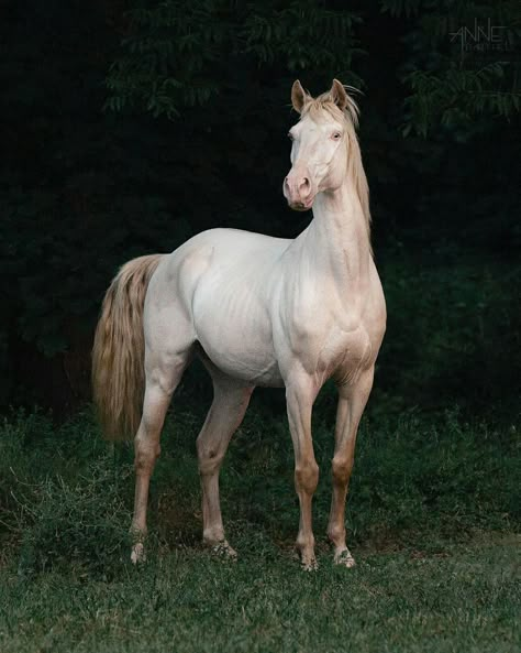 Horse Reference Poses, Horses Reference Photos, Horse Refrence Pose, Horse Body Reference, Horse Full Body Photo, Horse Facing Forward, Horse Standing Up, Horse Reference Photos For Artists, Horse Looking Up