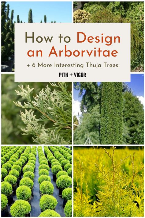 I just clicked through nearly 40 pages of google image results looking for one good image of an arborvitae hedge. Are you tired of the typical Arborvitae hedge disappointments? You’re not alone! Many homeowners have been misled by the misconceptions surrounding Arborvitae and its versatility in landscaping. Let’s delve into the world of more unique Arborvitae varieties. There are so many more creative ways to incorporate them into your landscape to unearth their true potential. Learn how! Tater Tot Arborvitae, Arborvitae Companion Plants, Forever Goldy Arborvitae, Arborvitae Hedge, Arborvitae Landscaping, Thuja Occidentalis, Green Giant, Foundation Planting, Backyard Garden Design