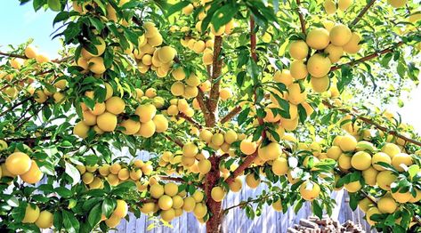 A plethora of plums | Golden Plum, Prune Fruit, Side Yard Landscaping, Yellow Plums, Plum Tree, Side Yard, Fruit Trees, Yard Landscaping, The Tree