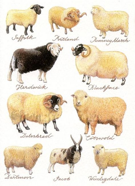 Sheep found in the United Kingdom Baa Baa Black Sheep, Sheep Breeds, Sheep Art, Sheep And Lamb, Hobby Farms, Kitchen Tea, Kitchen Tea Towels, Sheep Wool, 그림 그리기