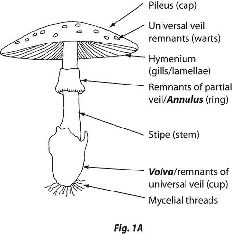 parts of a mushroom/ toadstool Mushroom Anatomy, Parts Of A Mushroom, Fungi Kingdom, Types Of Fungi, Club Magazine, Pressed Flower Crafts, Exploring Nature, Plant Science, Personal Image